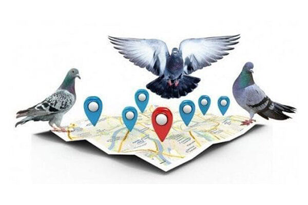 الگوریتم کبوتر گوگل