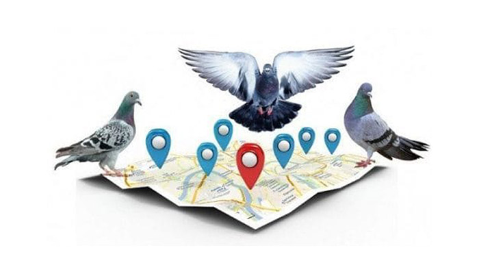 الگوریتم کبوتر گوگل